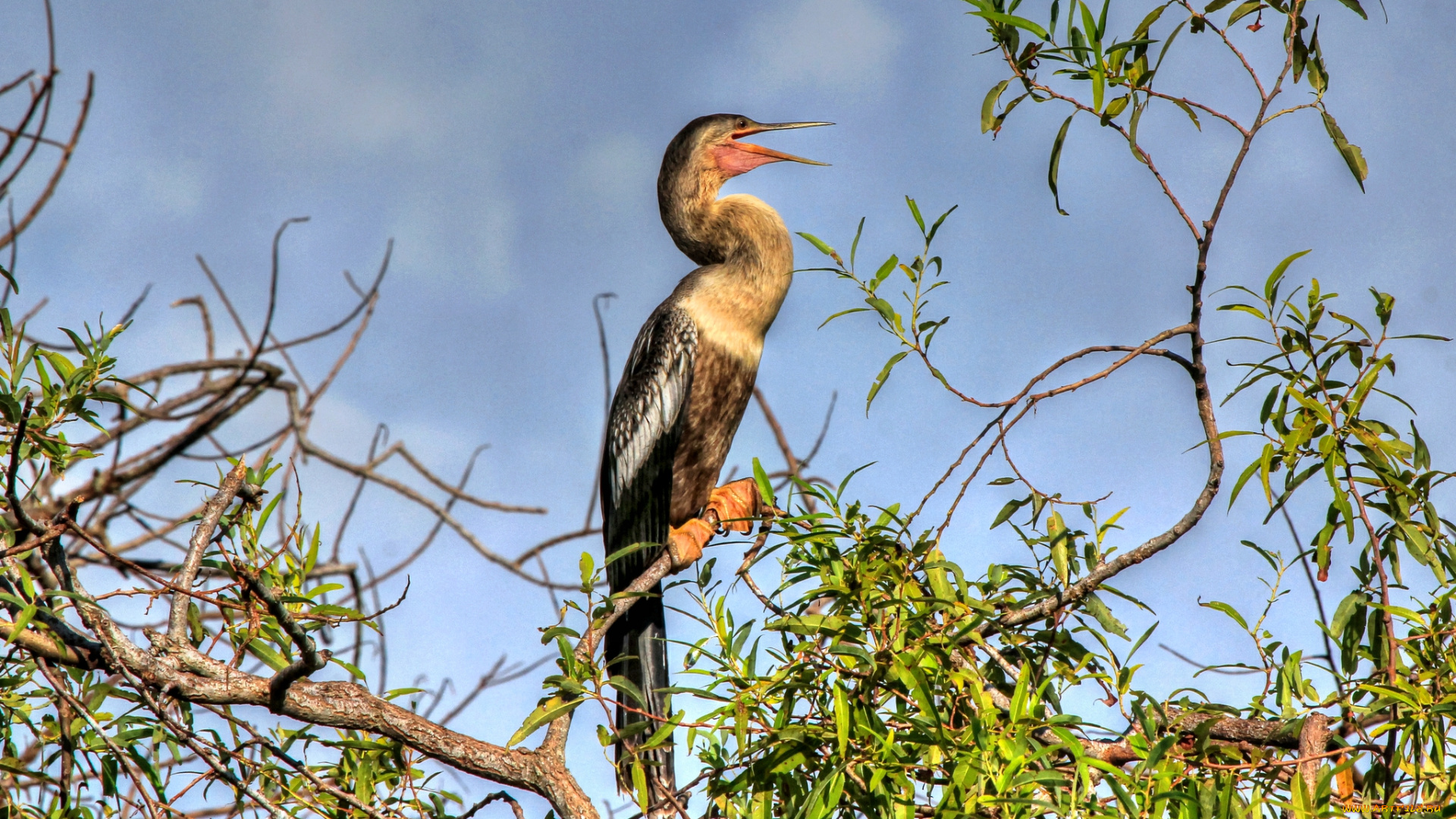 животные, Чайки, бакланы, крачки, баклан, ветки, дерево