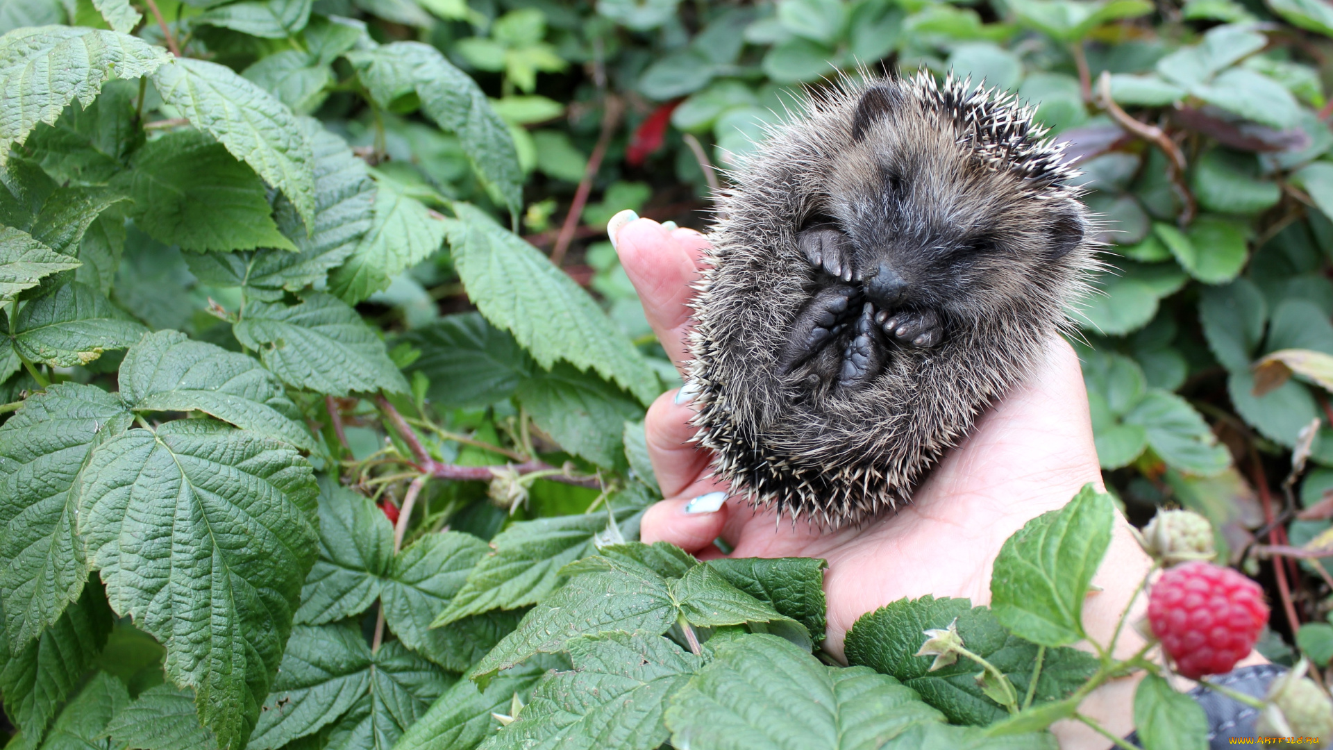 животные, ежи, комочек, колючки