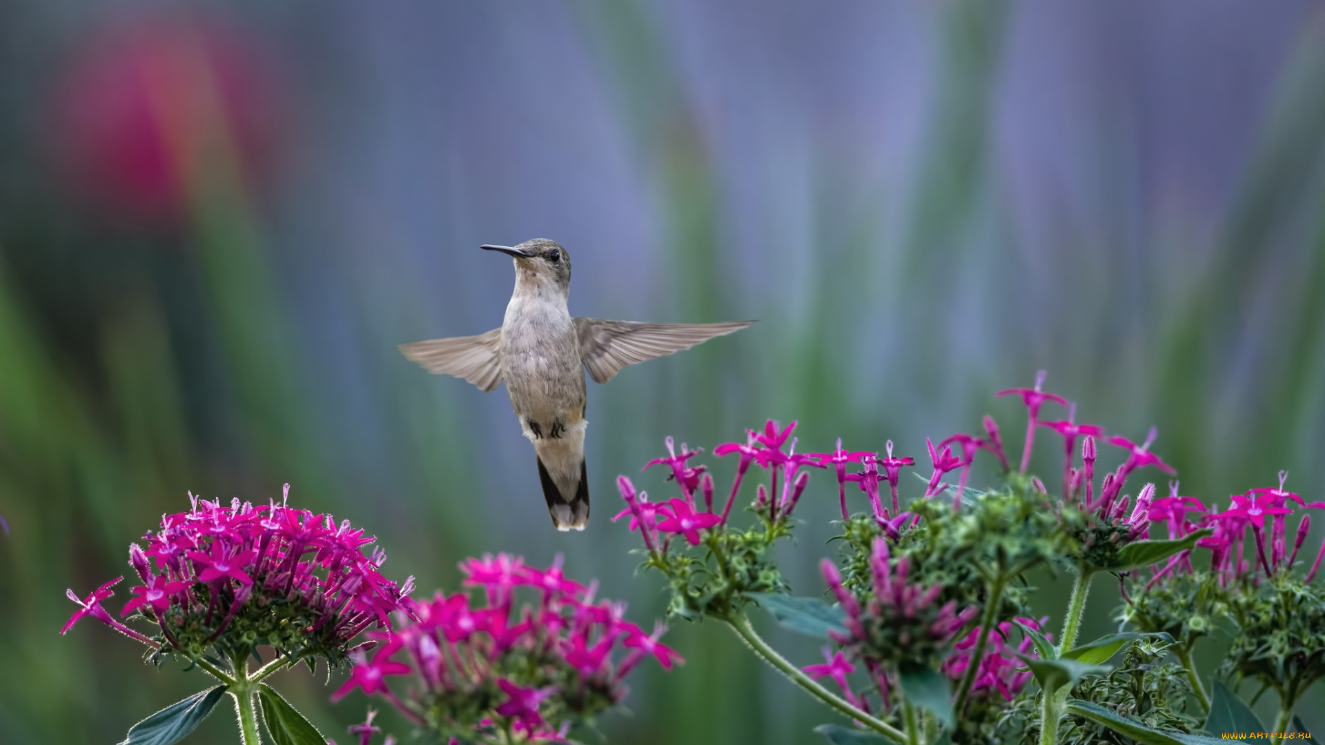 животные, колибри, полет, цветы