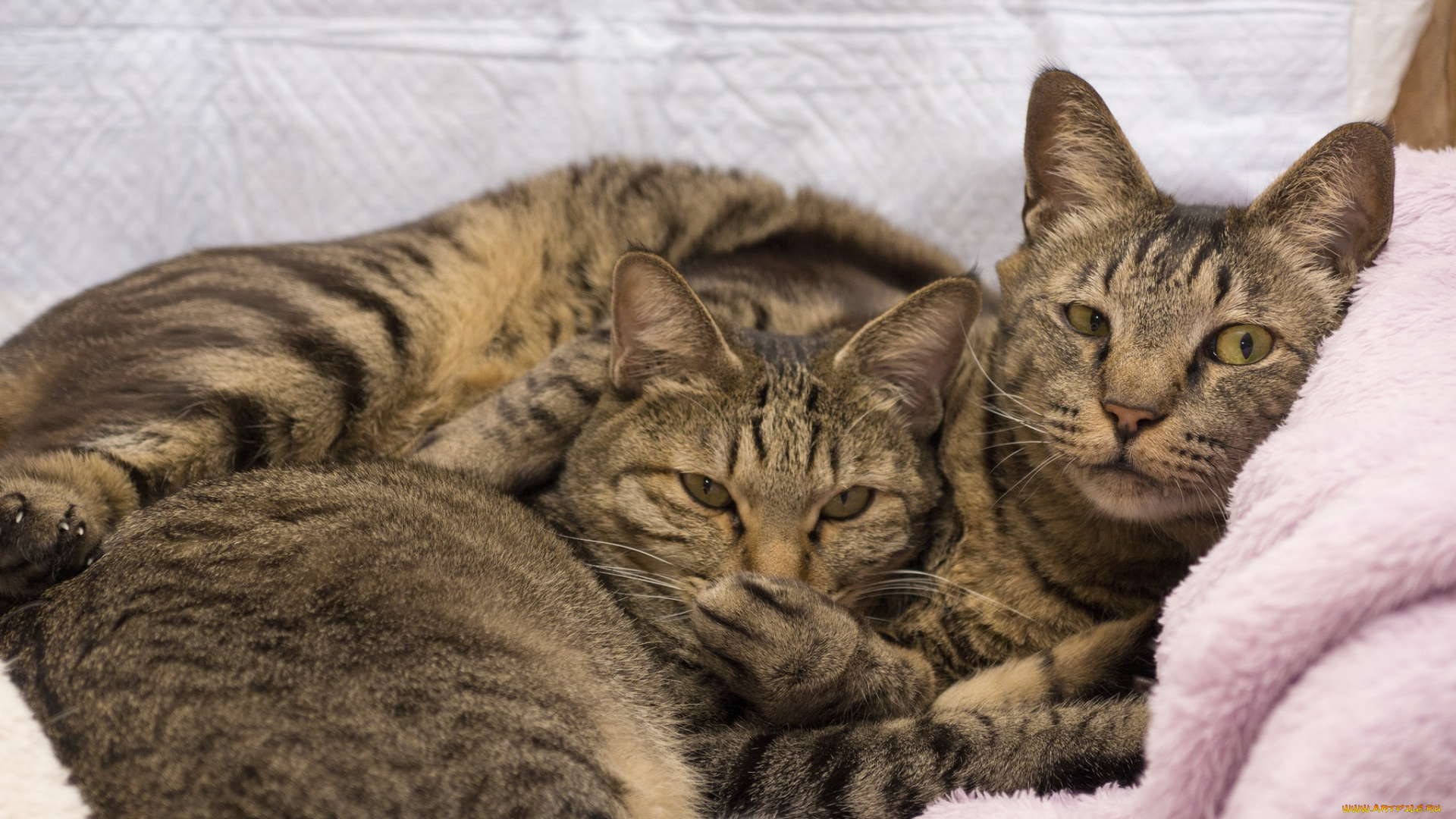 животные, коты, диван, две, кошки