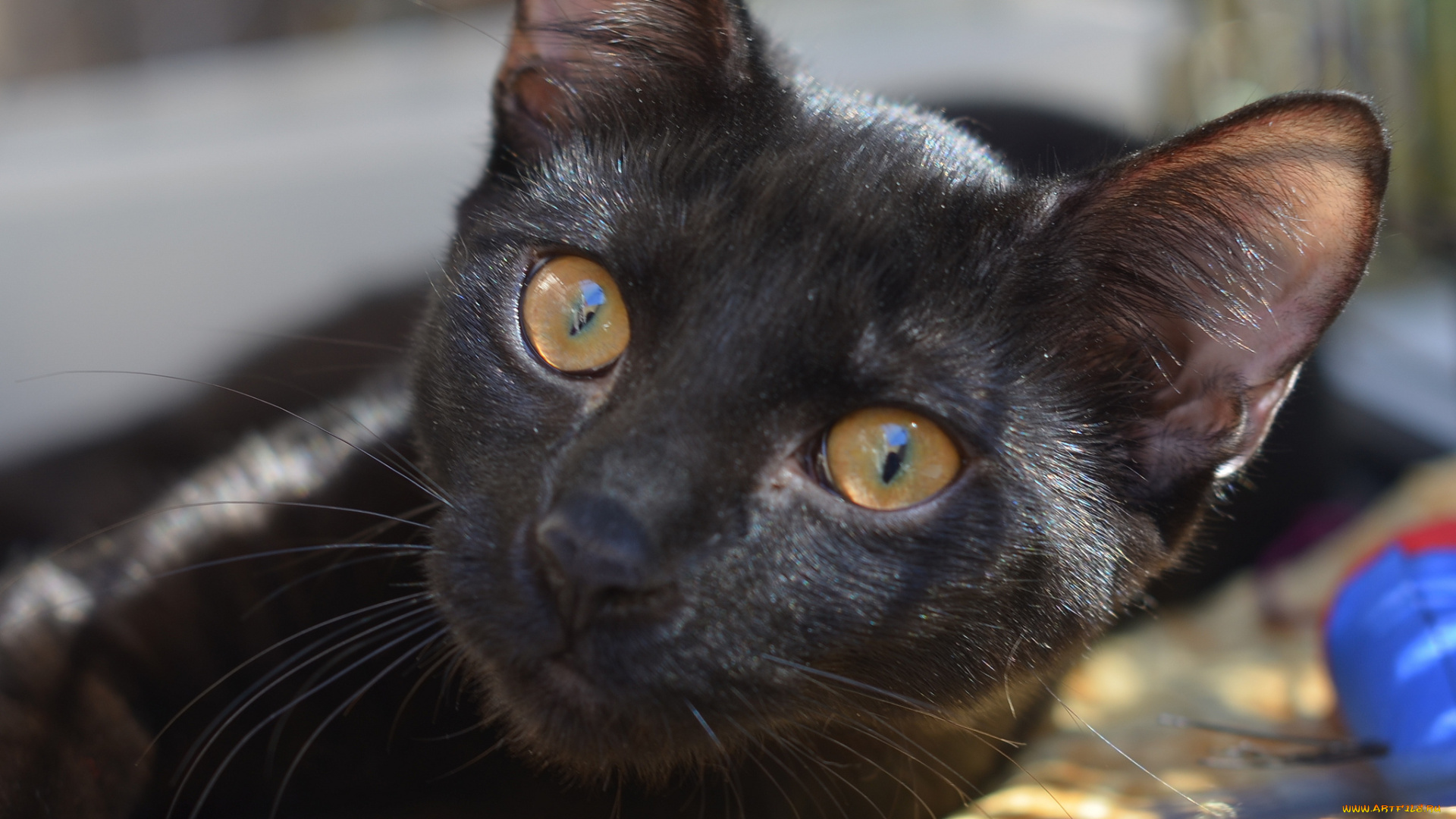 животные, коты, кошка, мордочка, взгляд