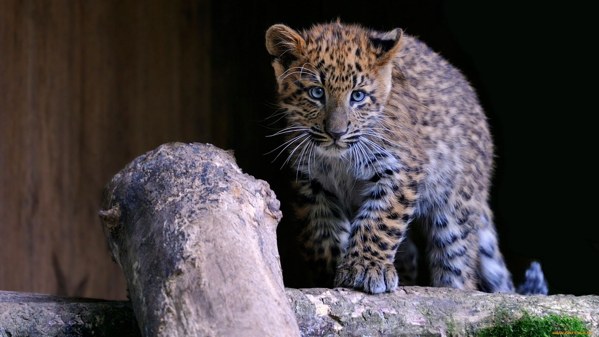 животные, леопарды, детёныш, котёнок