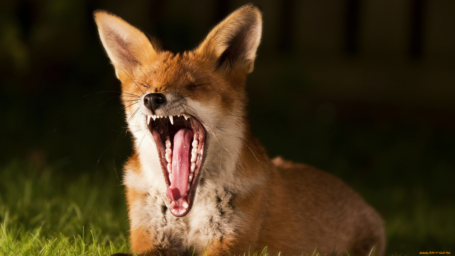 животные, лисы, трава, лисичка, зевота