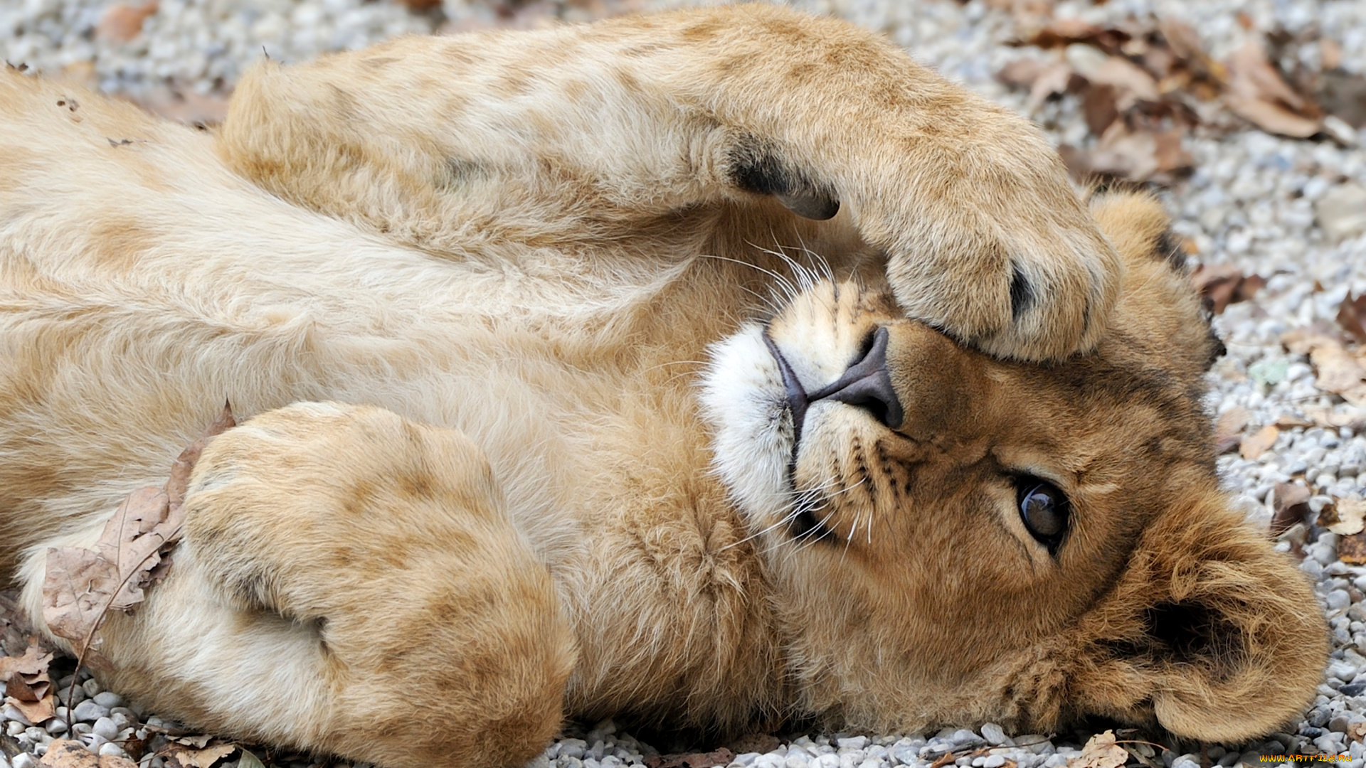 животные, львы, львенок