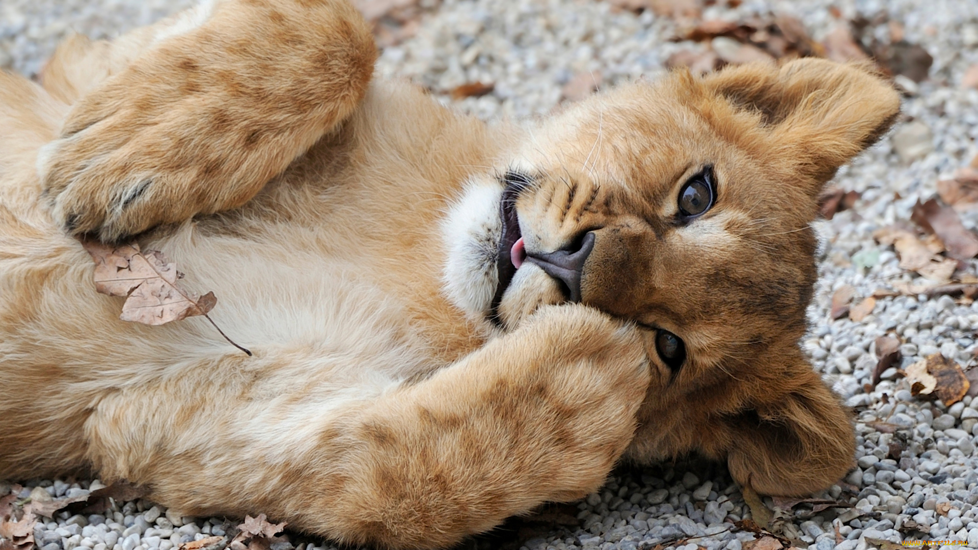 животные, львы, львенок