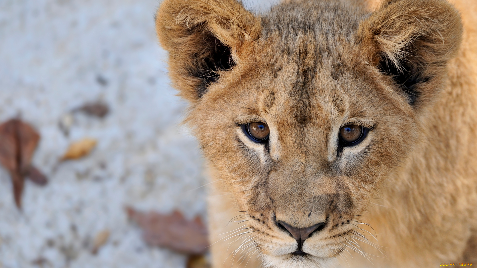 животные, львы, портрет