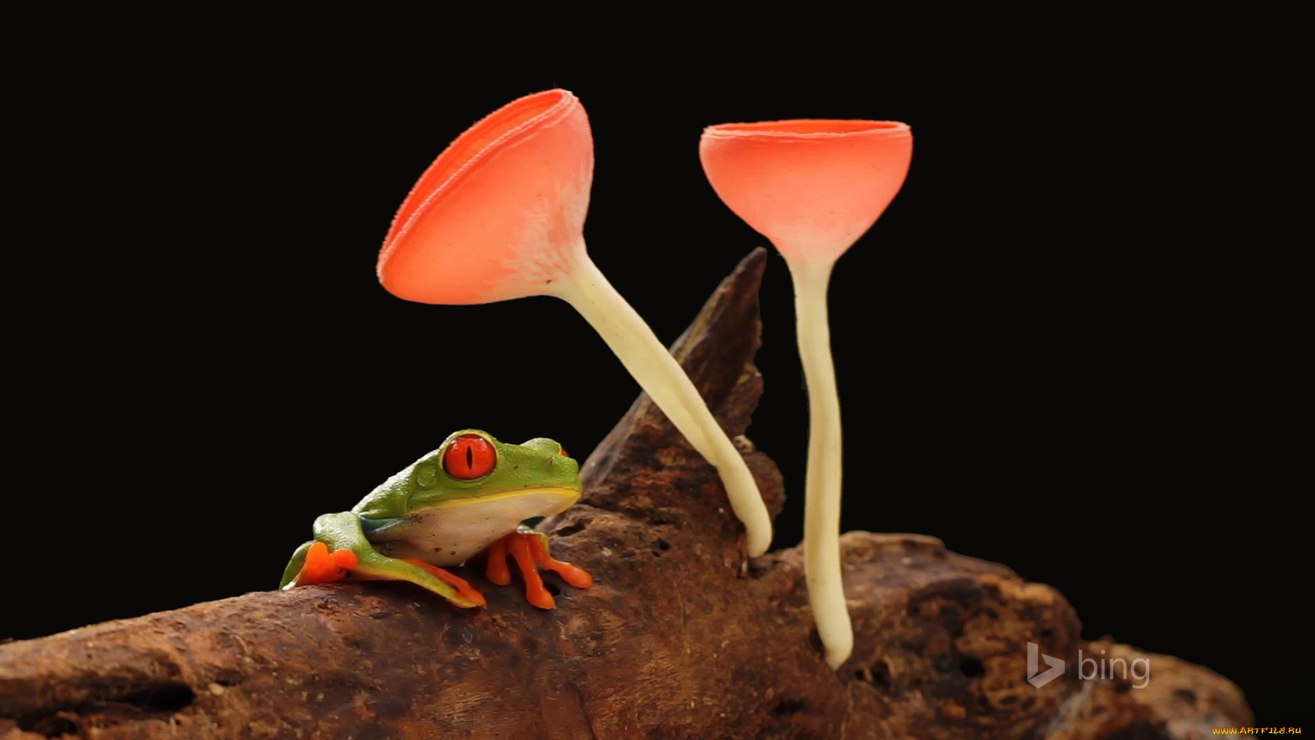 животные, лягушки, лягушка, грибы