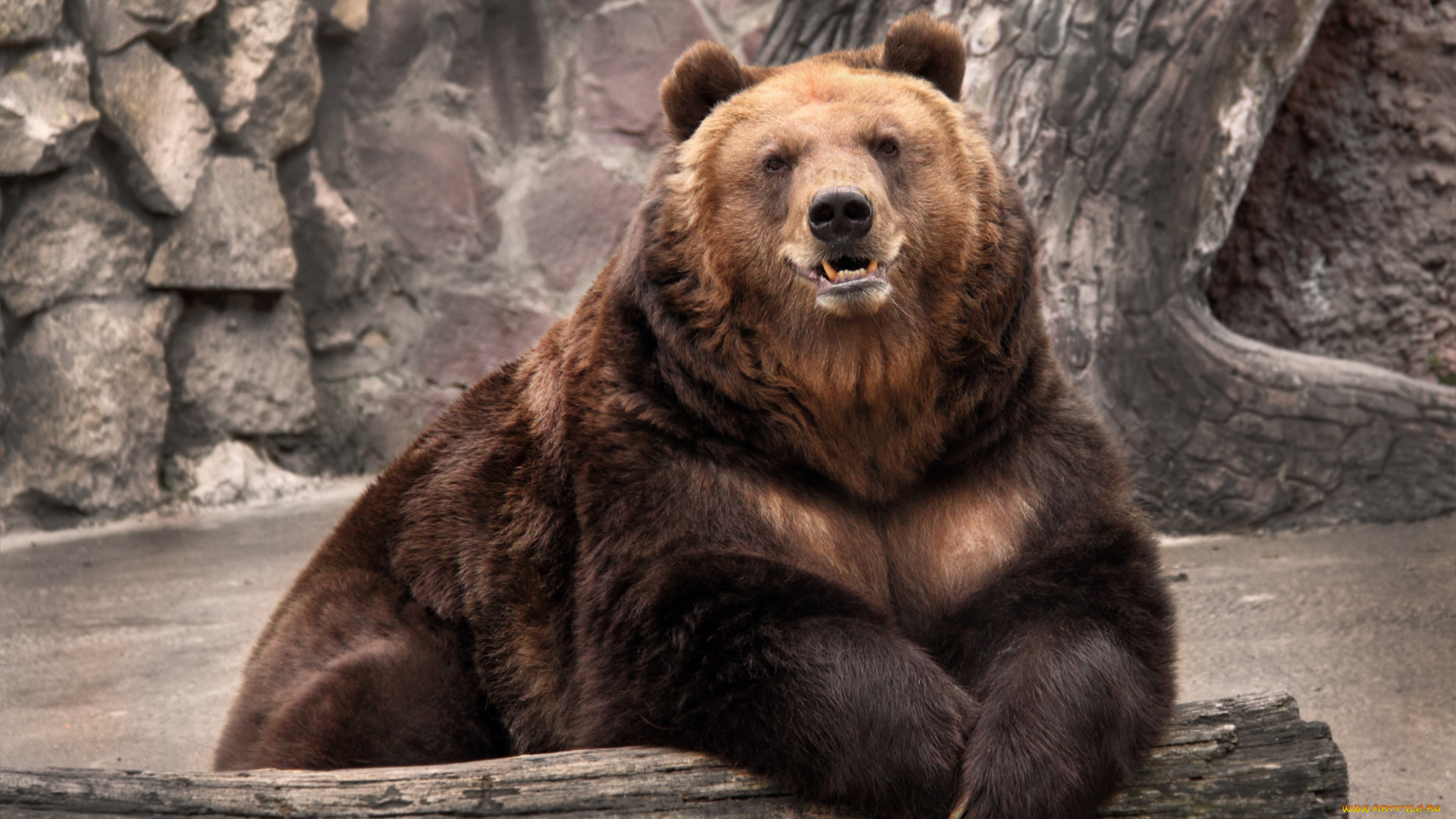 животные, медведи, бурый, мощь