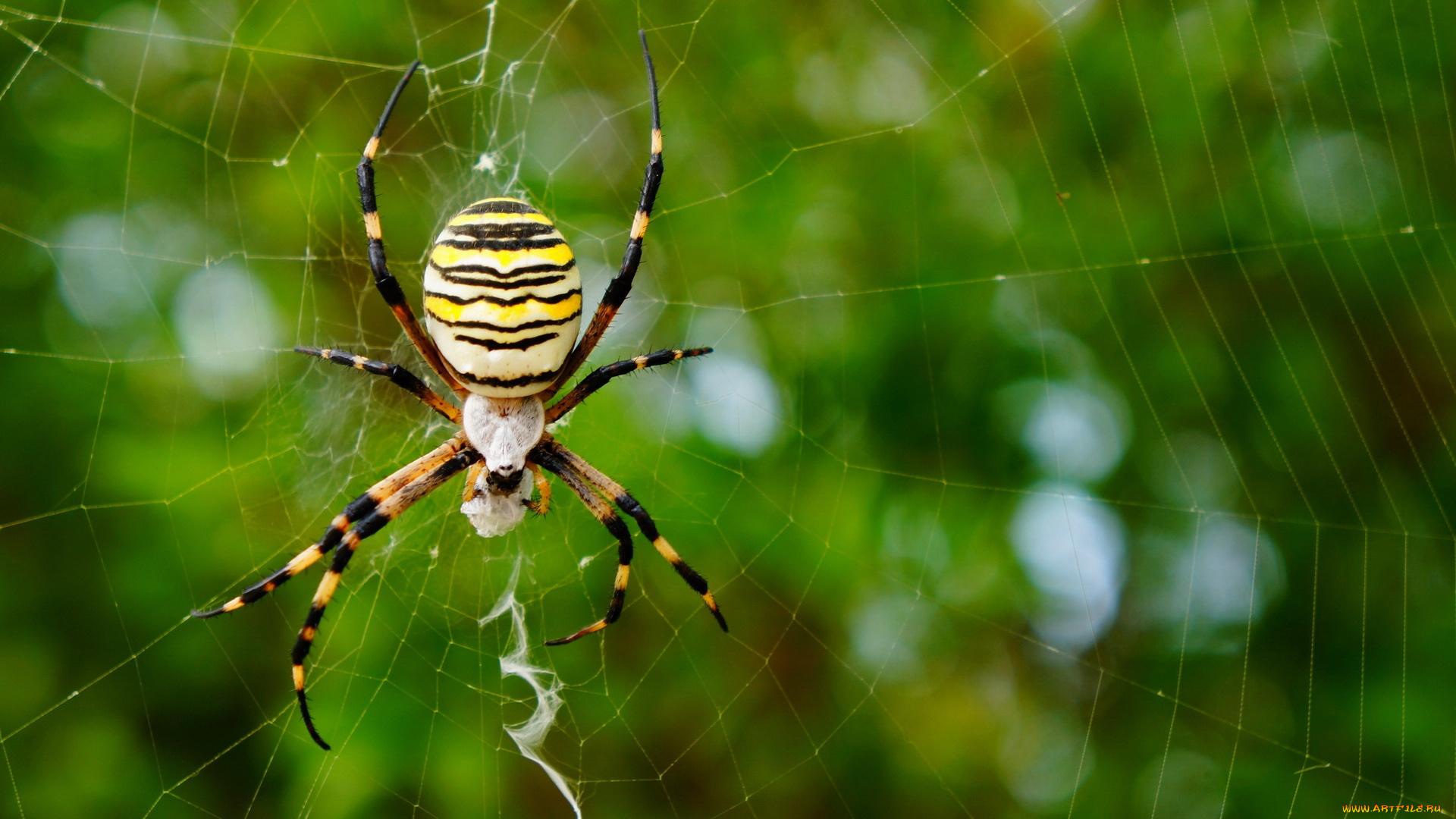 животные, пауки, паутина