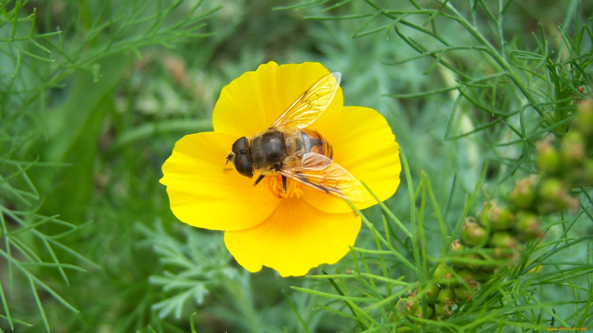 животные, пчелы, осы, шмели