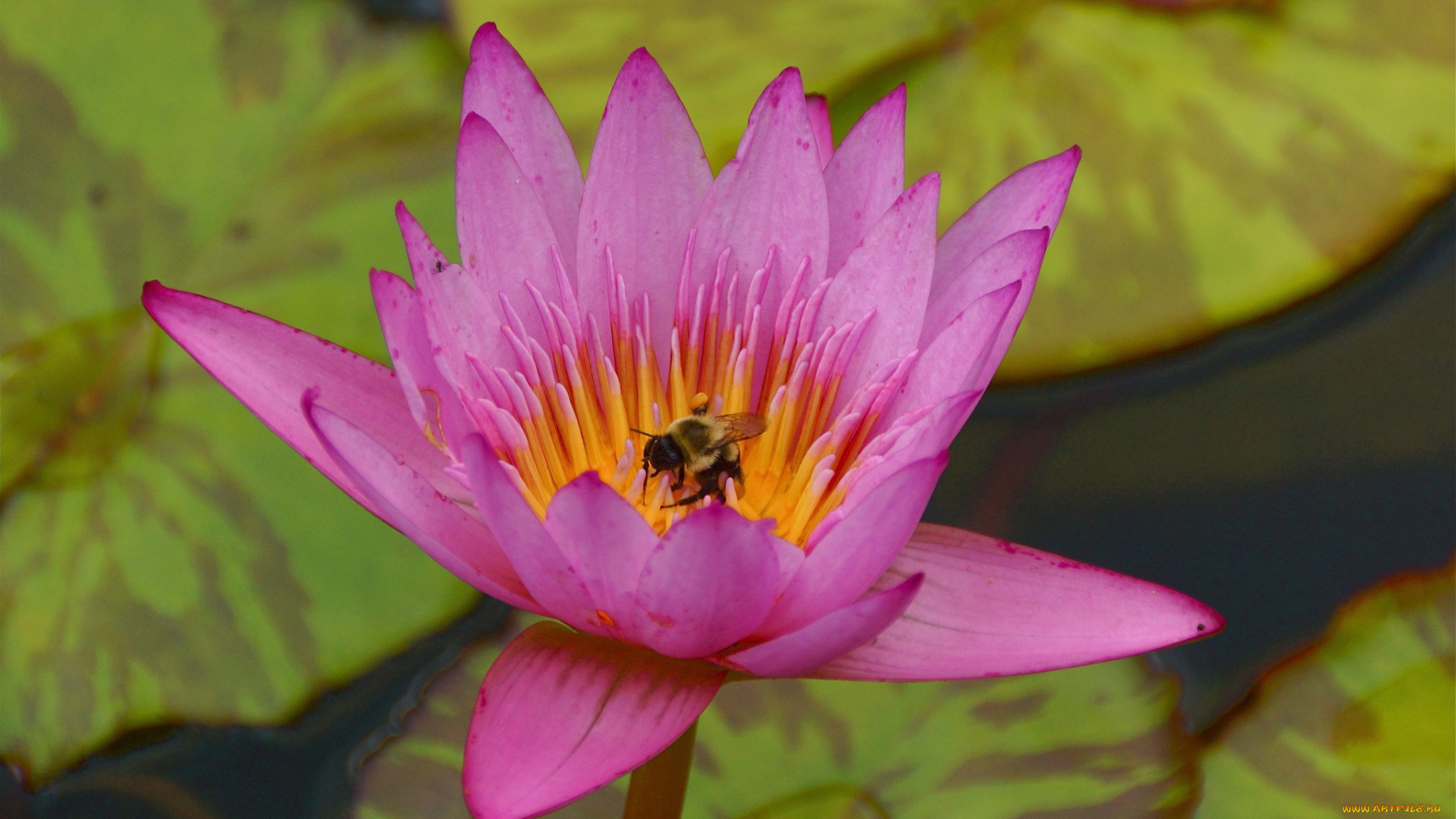 животные, пчелы, осы, шмели, шмель, цветок