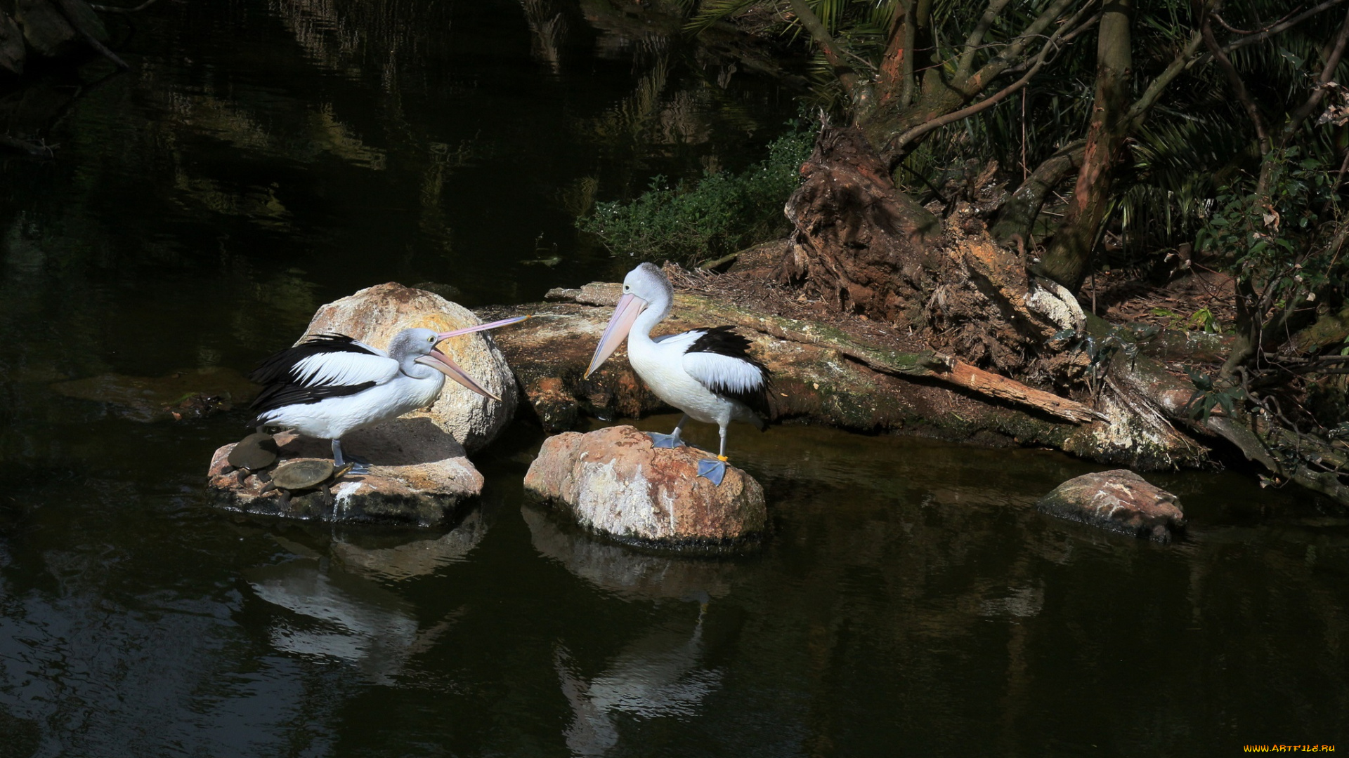 животные, пеликаны, камни, лес, река