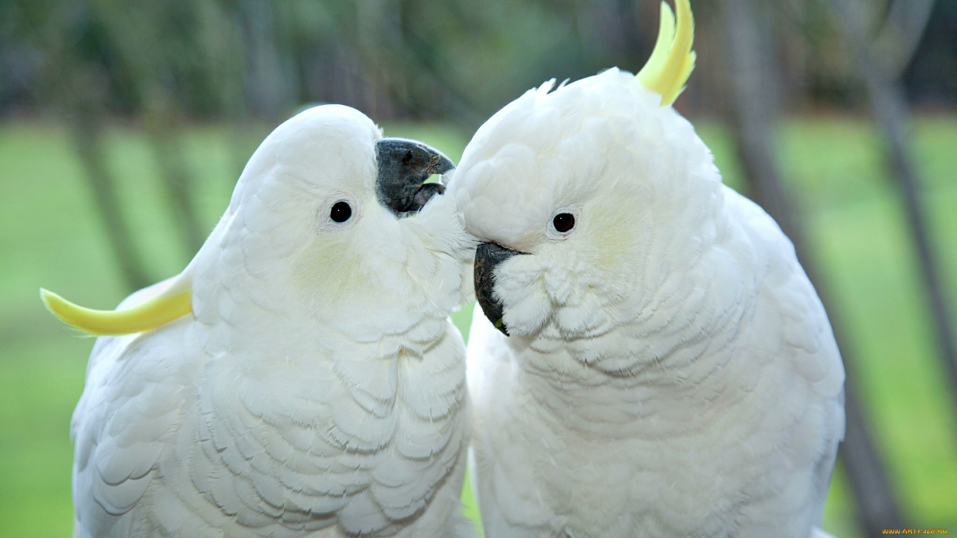 животные, попугаи, хохолки, белые