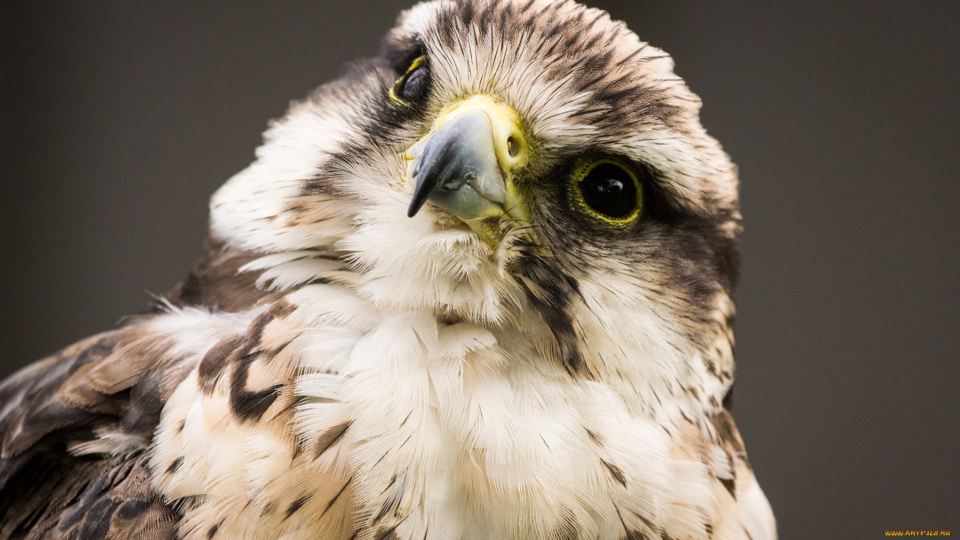 животные, птицы, хищники, хищник, птица, взгляд, клюв, голова