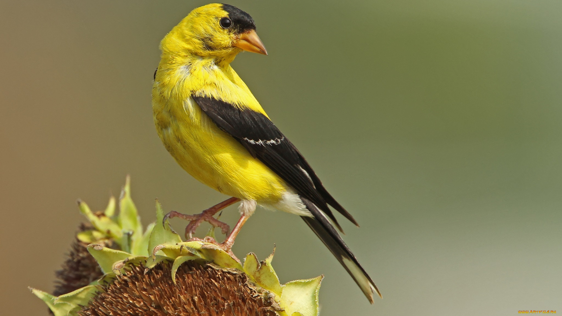 животные, птицы, птичка, подсолнух