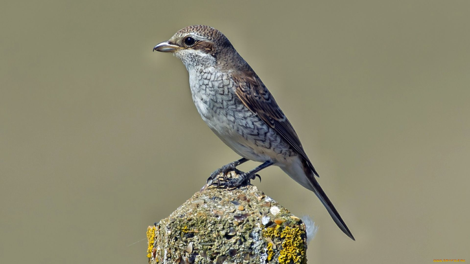 животные, птицы, птичка, столб