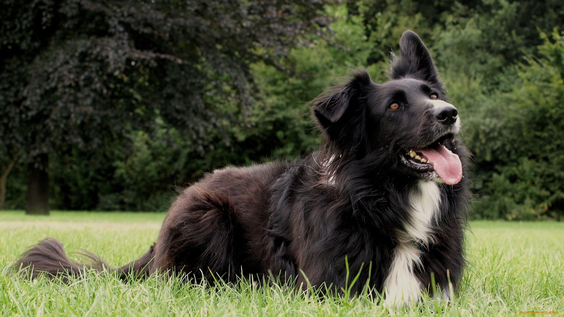 животные, собаки, собака, трава, луг