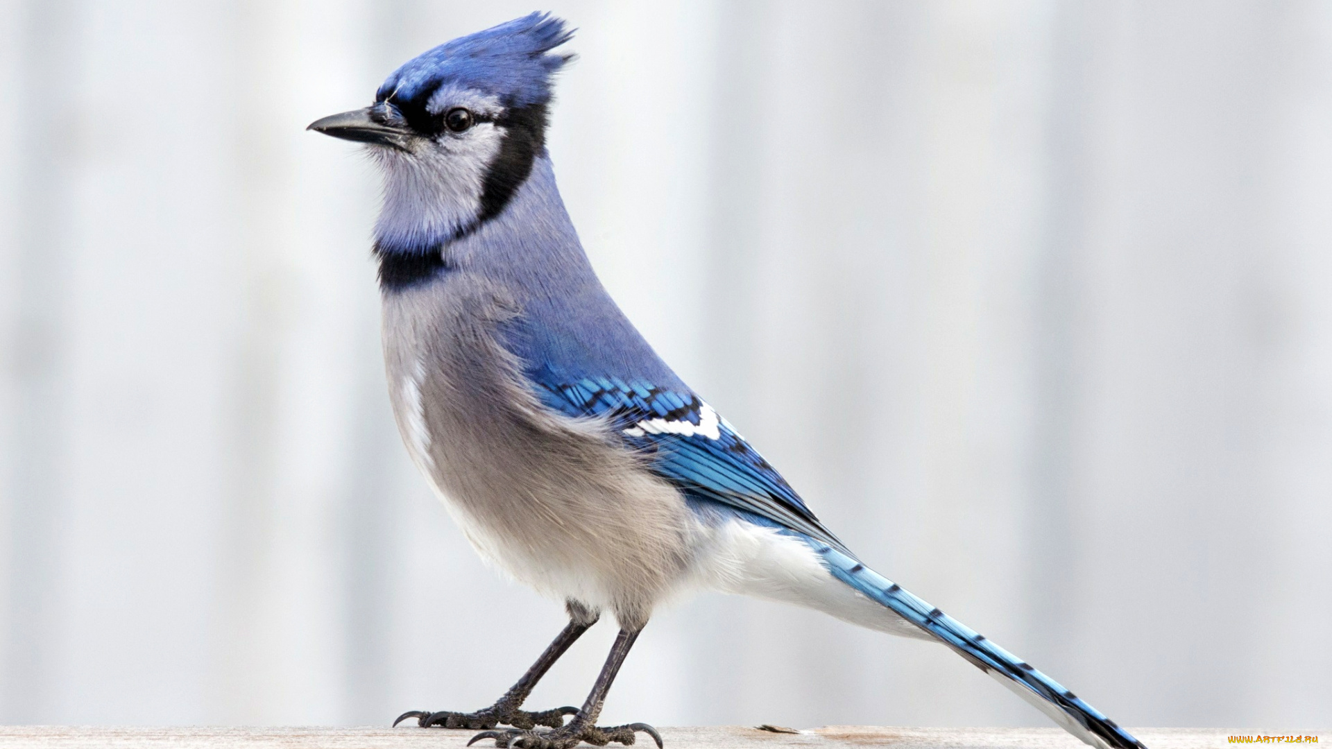 животные, сойки, хохолок, оперение, птичка