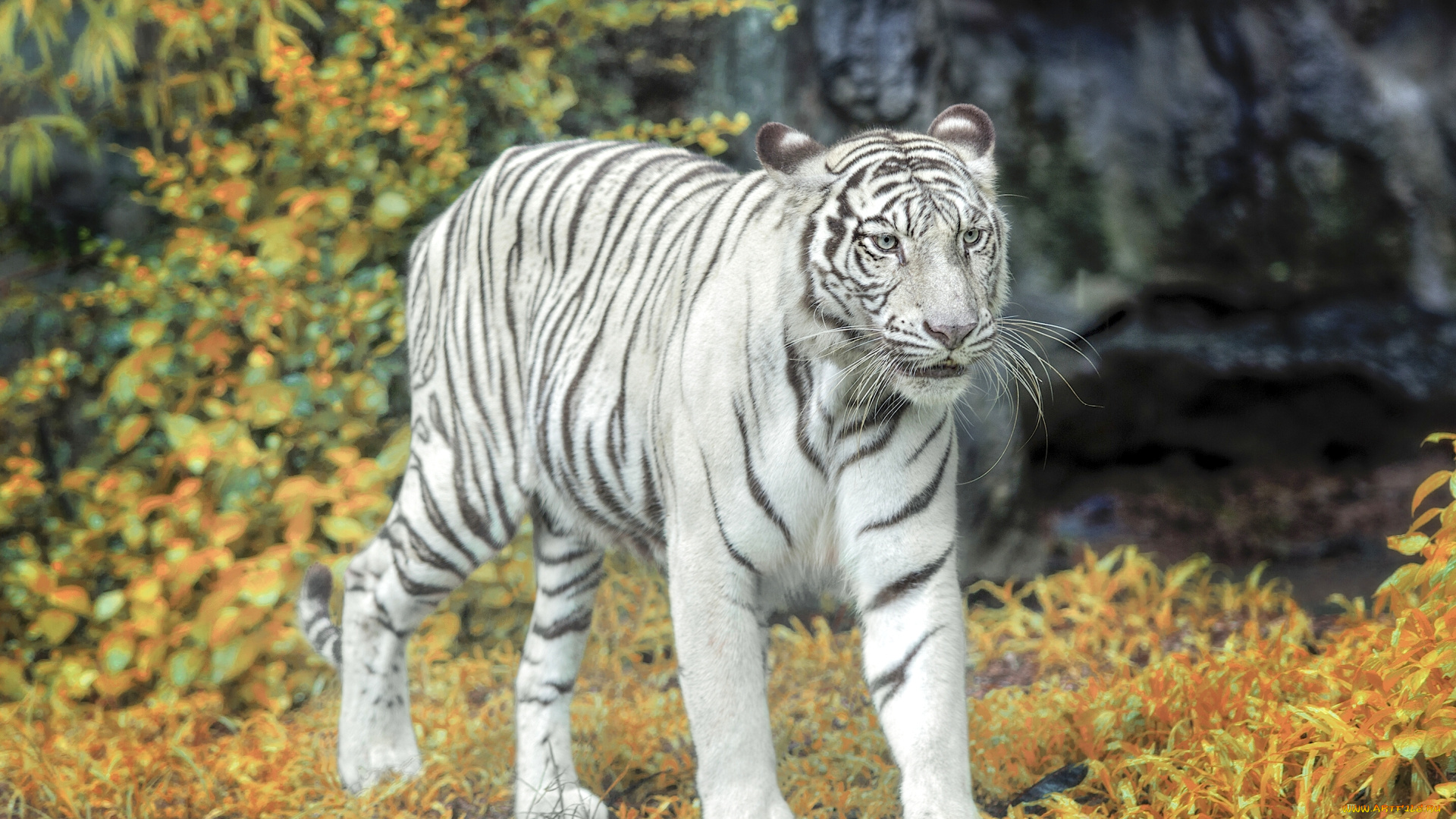 животные, тигры, осень, белый, тигр