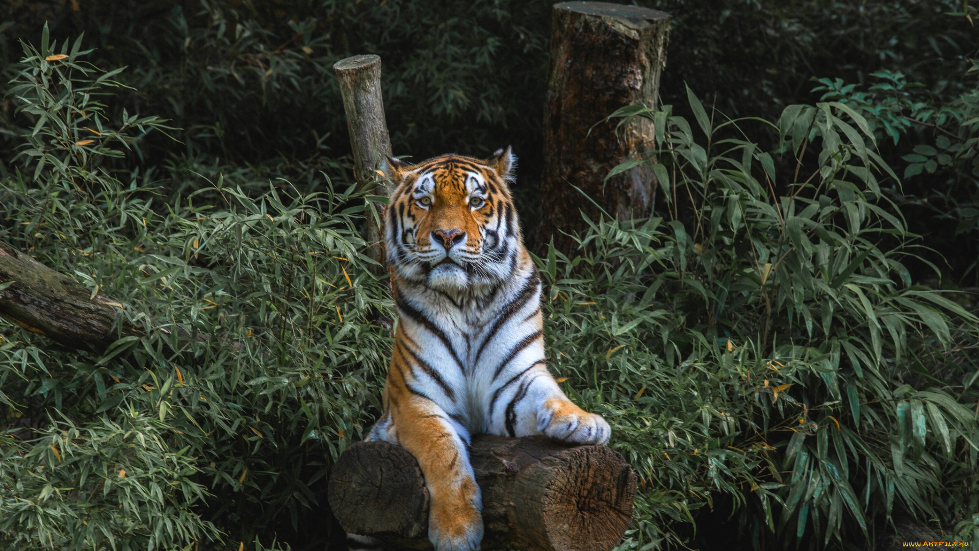 животные, тигры, заросли, хищник