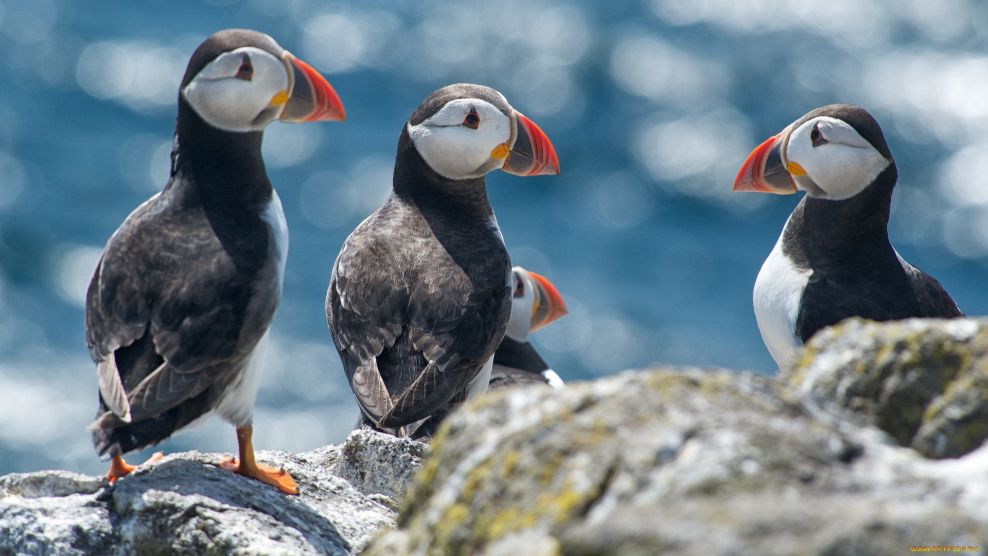 животные, тупики, атлантические