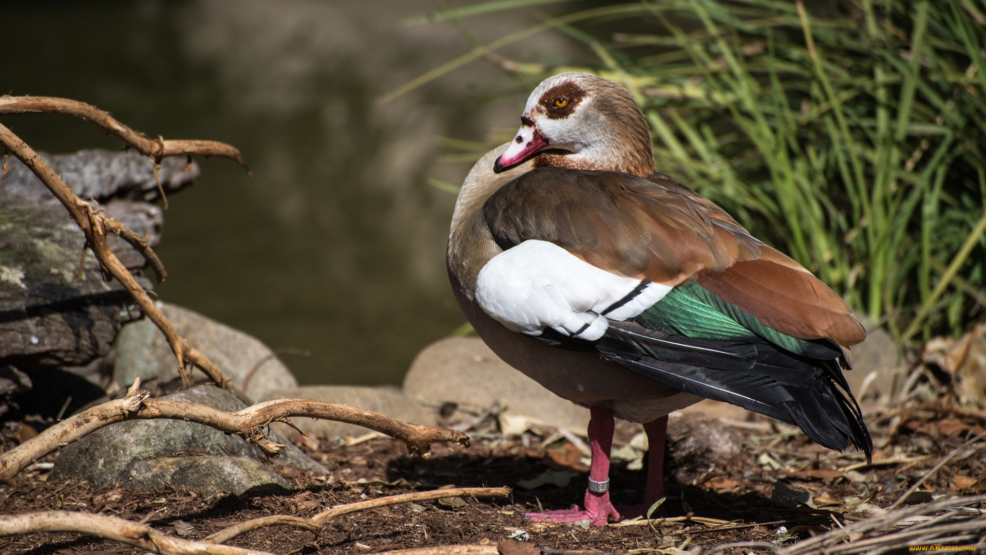животные, утки, сучья, трава, утка