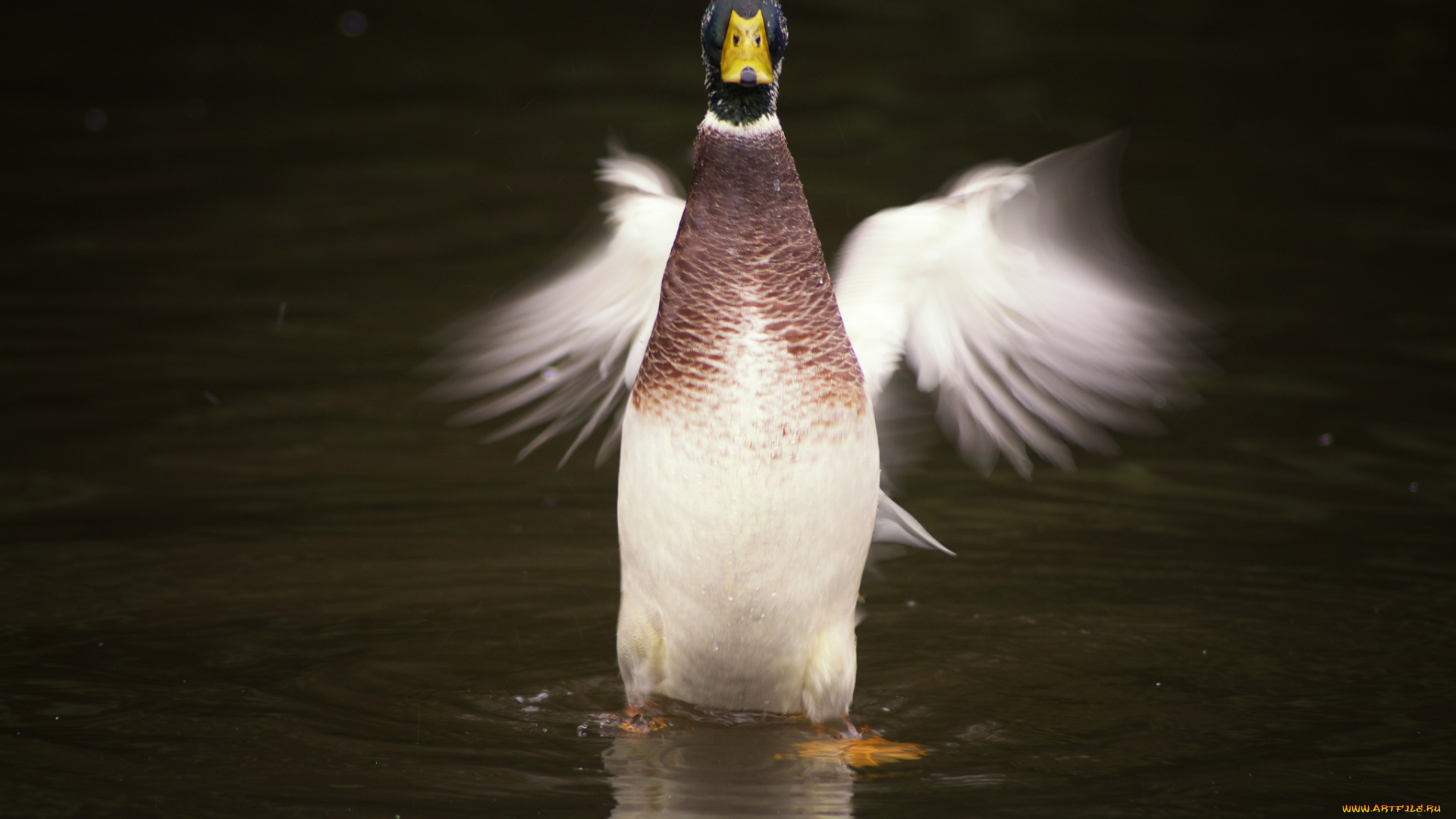 животные, утки, вода, стойка, утка