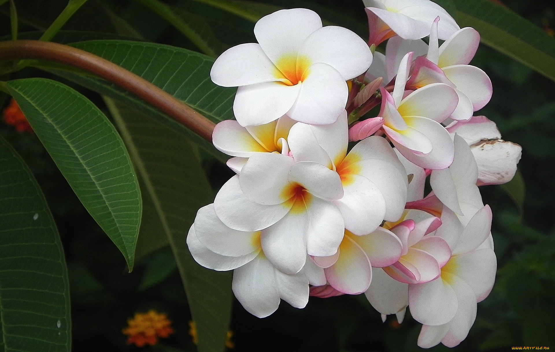 цветы, плюмерия, тропики