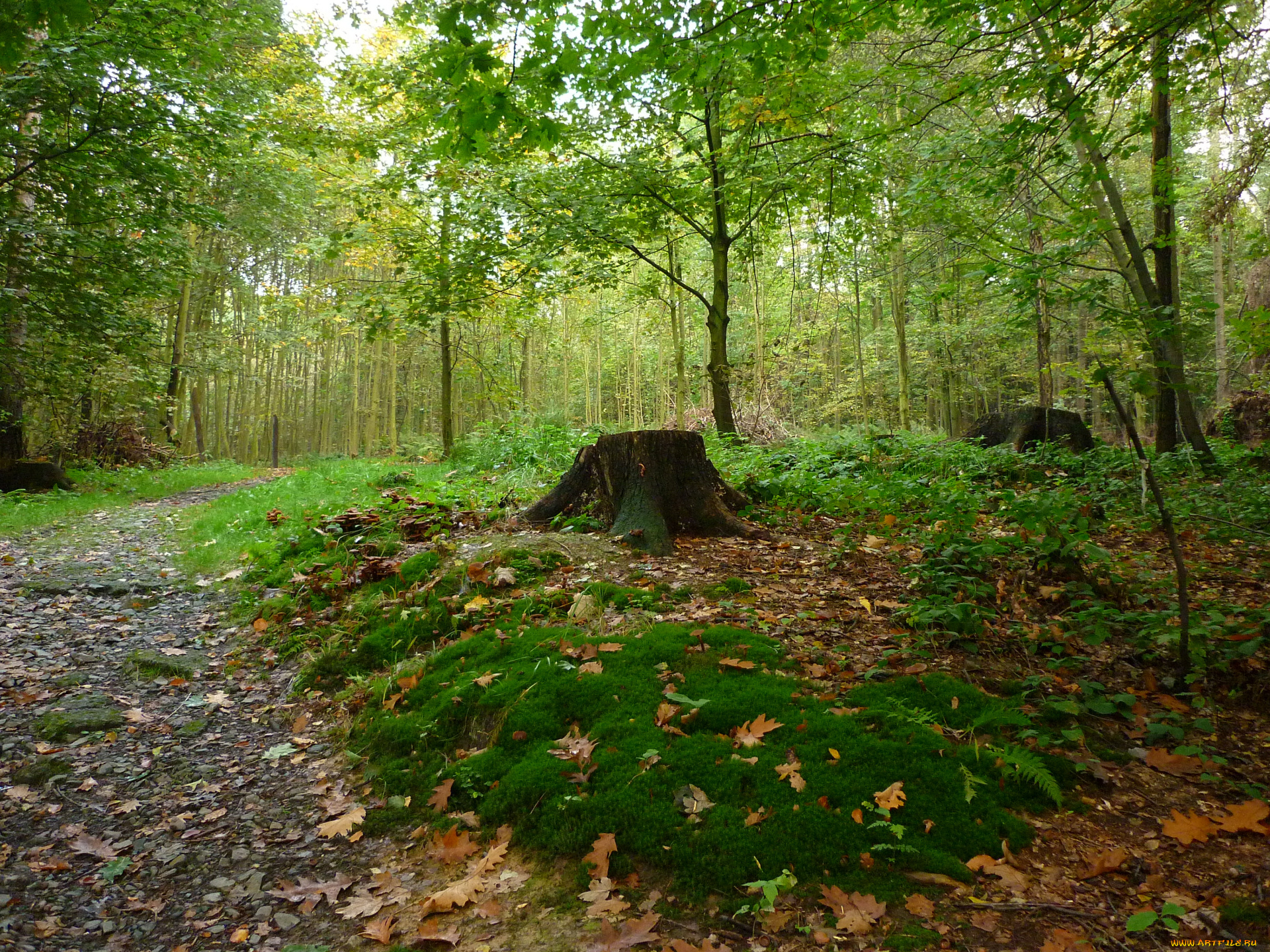 природа, лес, дорога, деревья