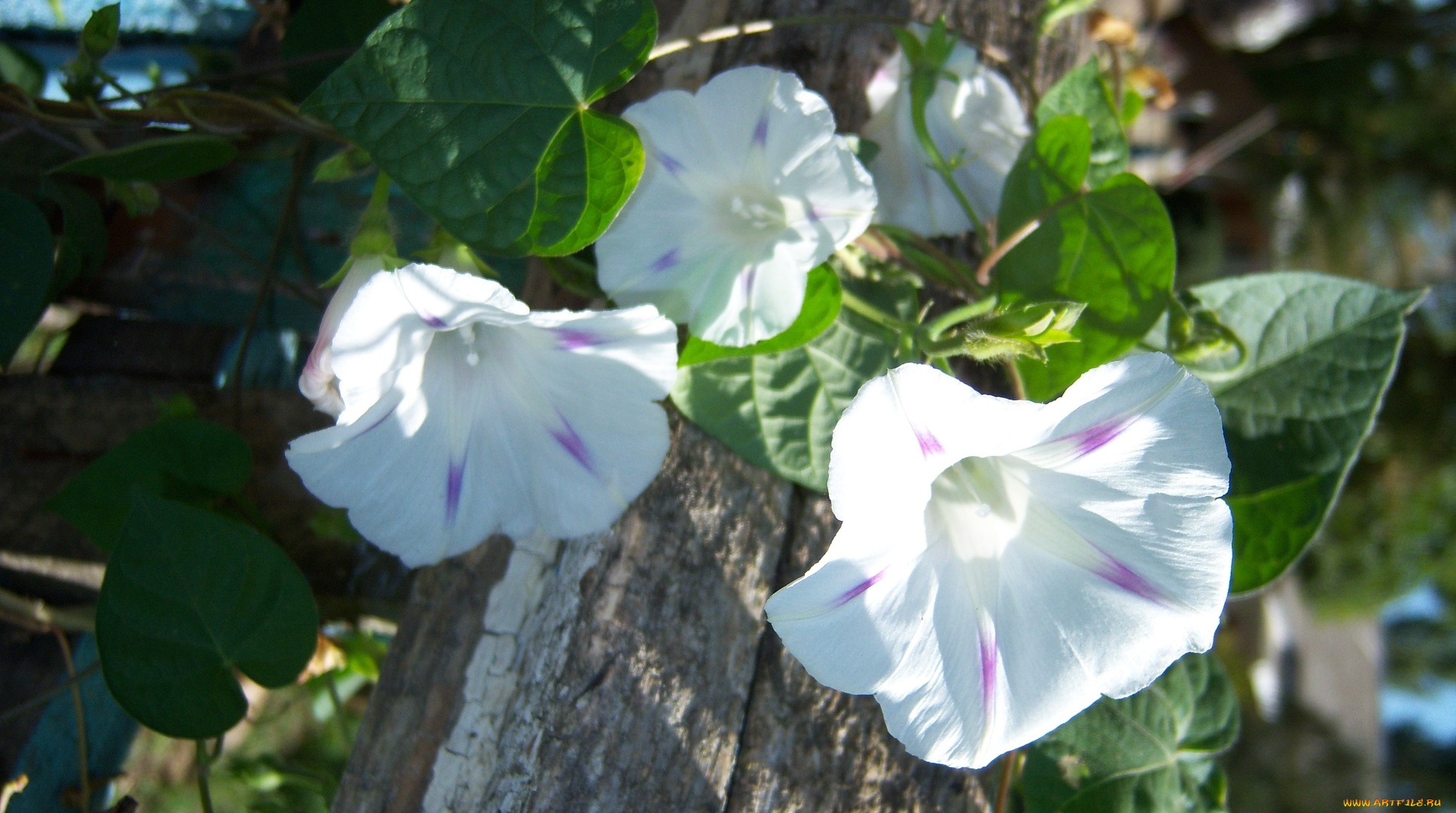 цветы, вьюнки, ипомеи