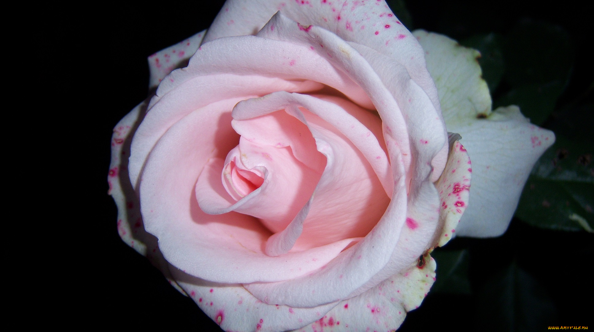 цветы, розы