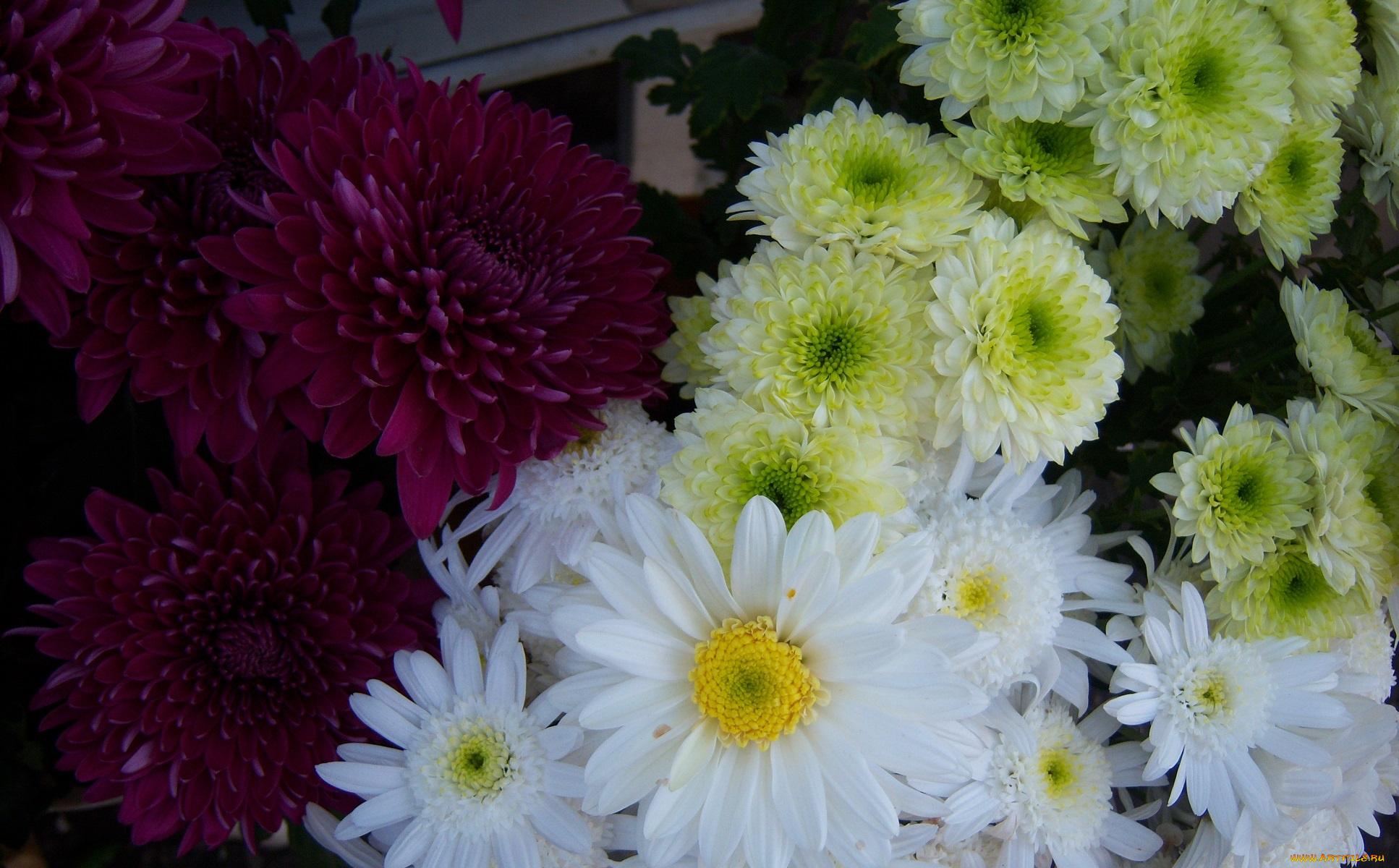 цветы, хризантемы