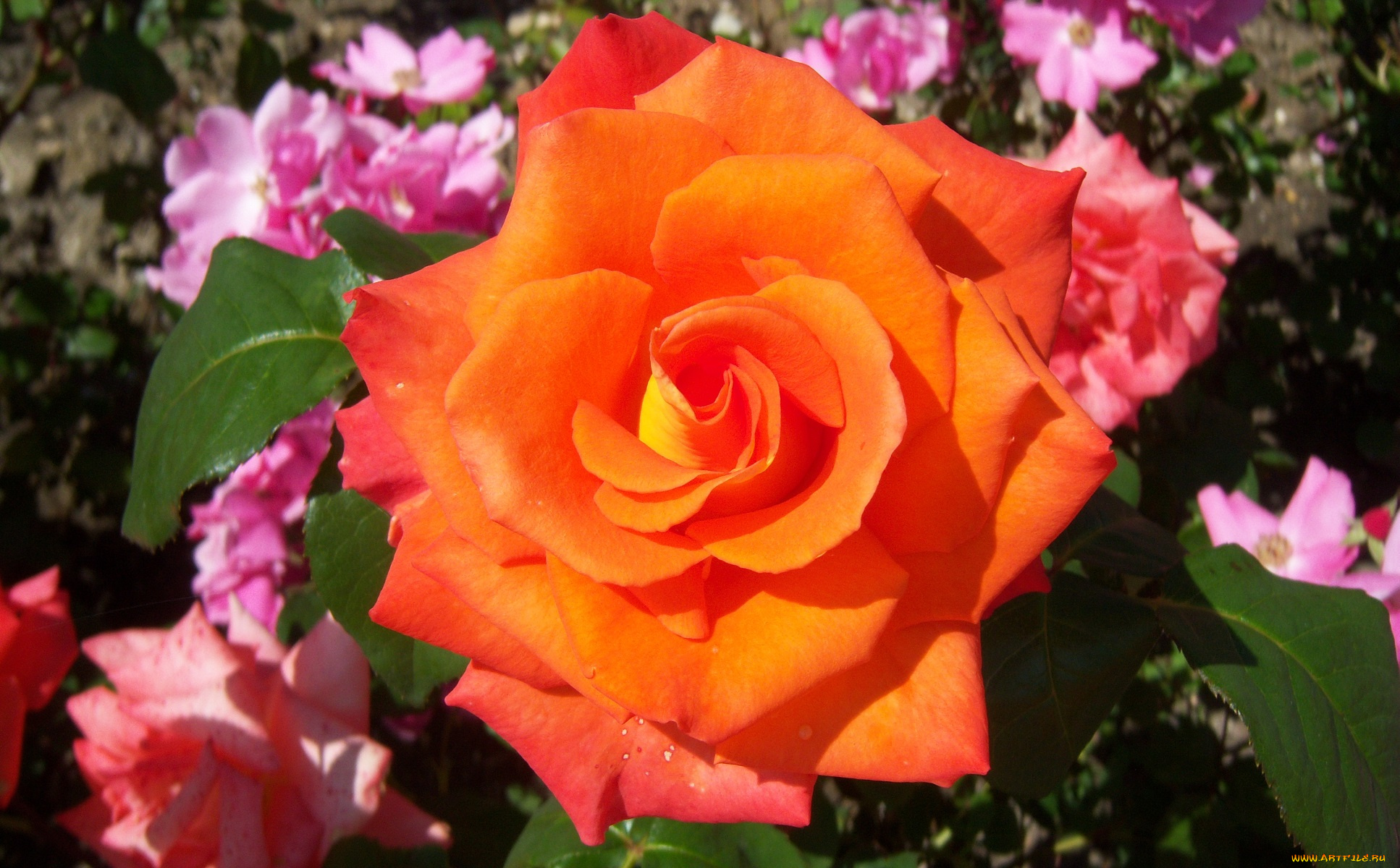 цветы, розы