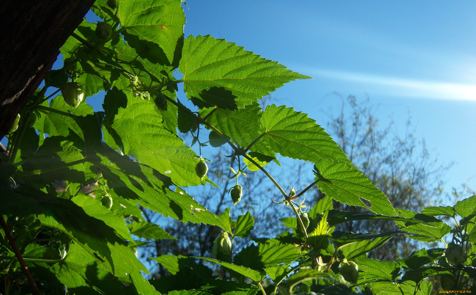 природа, листья