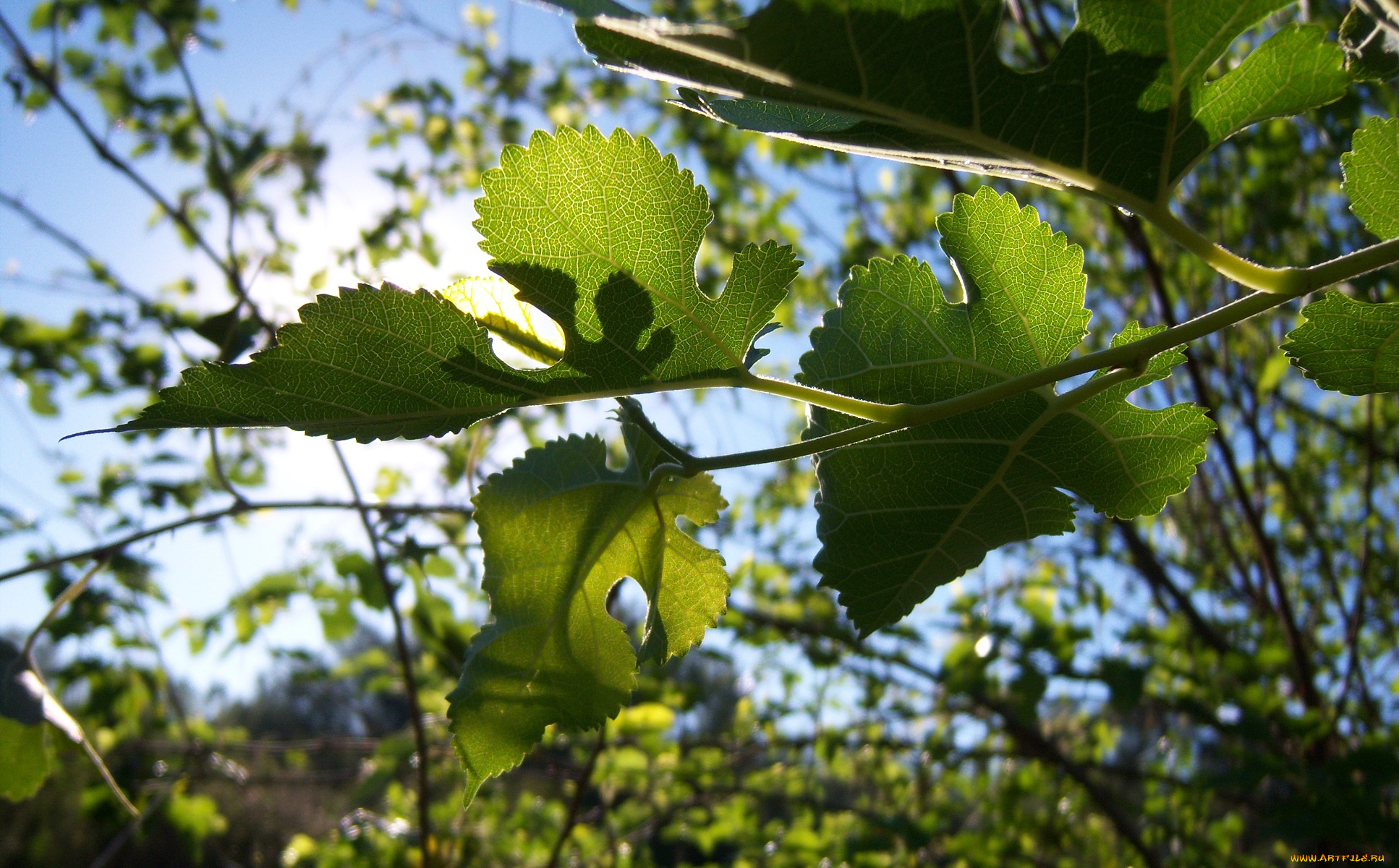 природа, листья