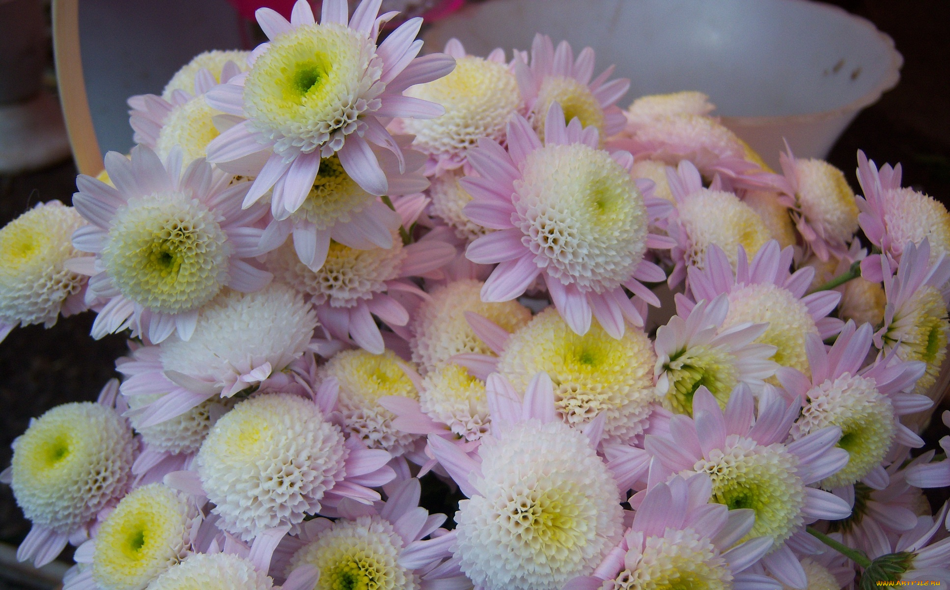 цветы, хризантемы