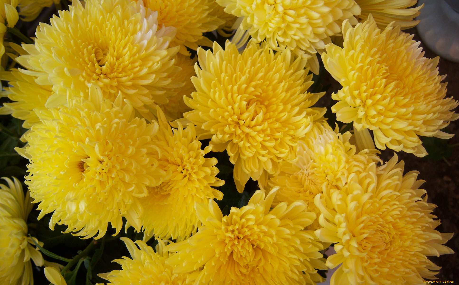 цветы, хризантемы