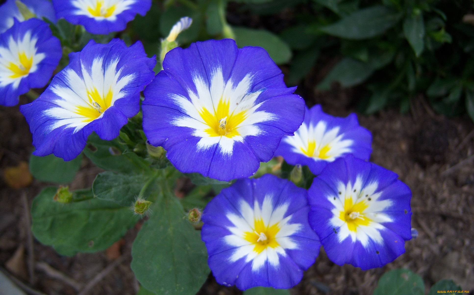 цветы, вьюнки, ипомеи