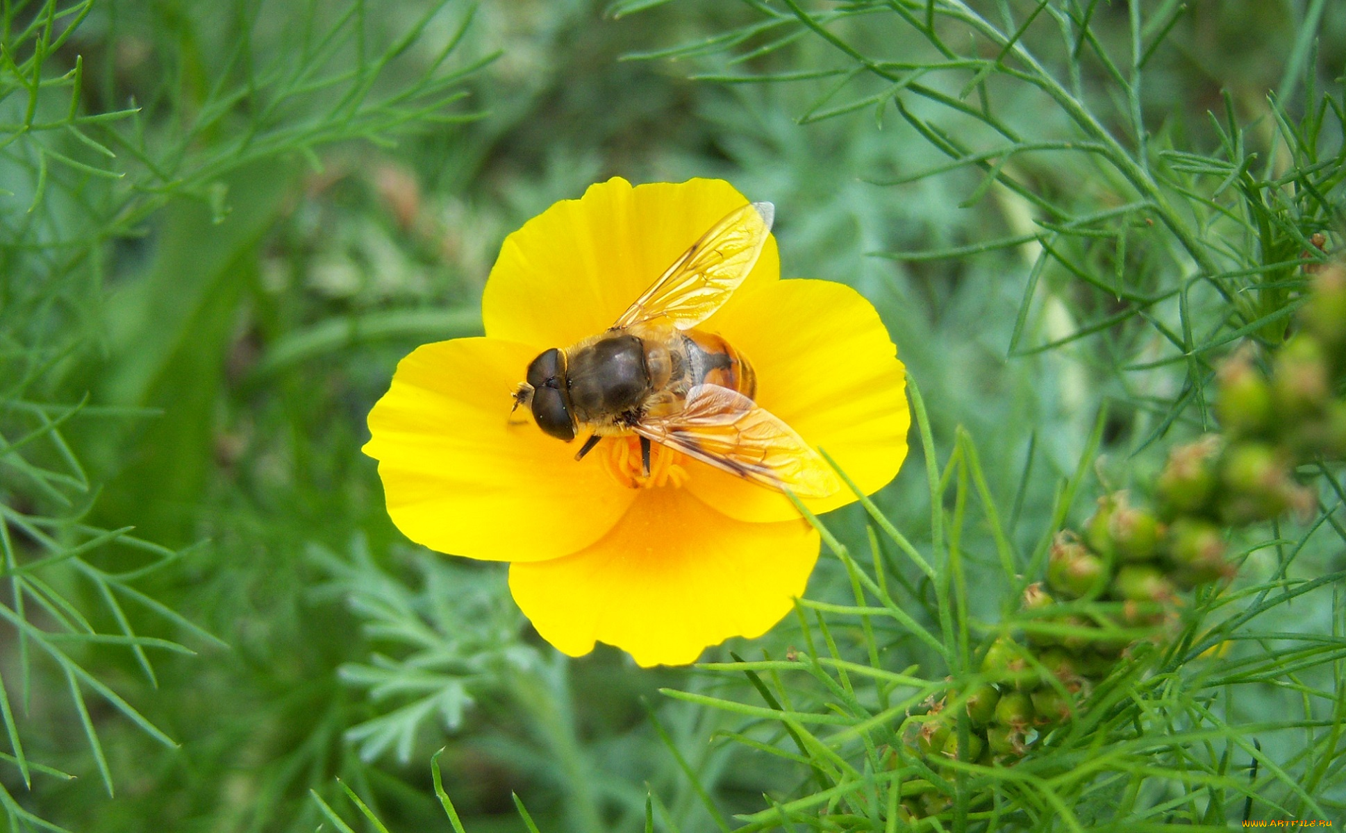 животные, пчелы, осы, шмели