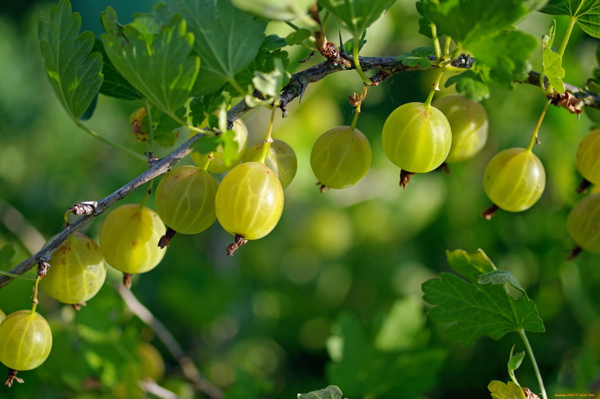 природа, Ягоды, крыжовник