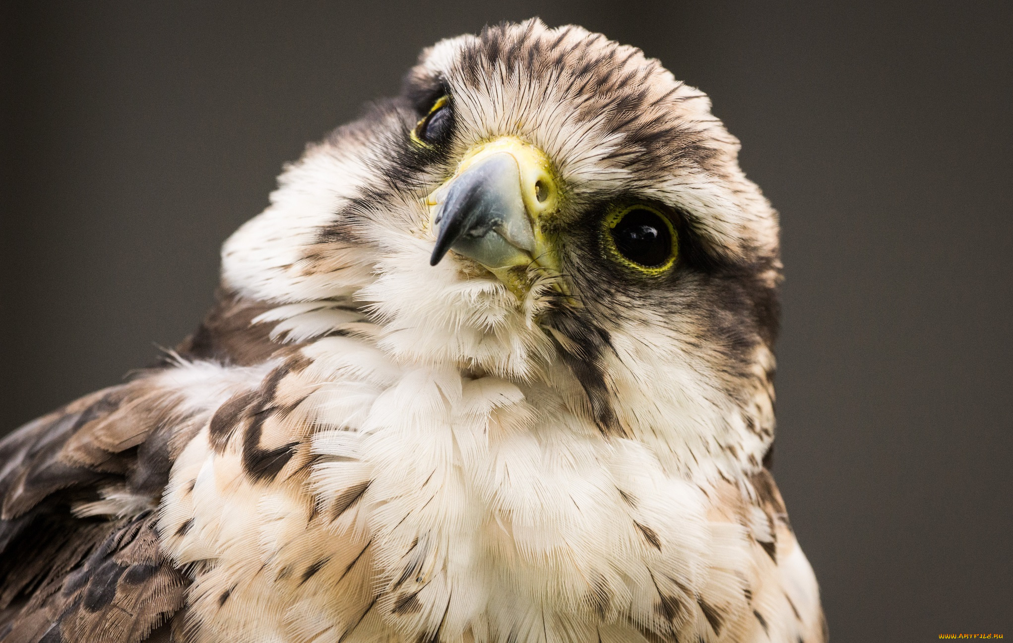 животные, птицы, хищники, хищник, птица, взгляд, клюв, голова