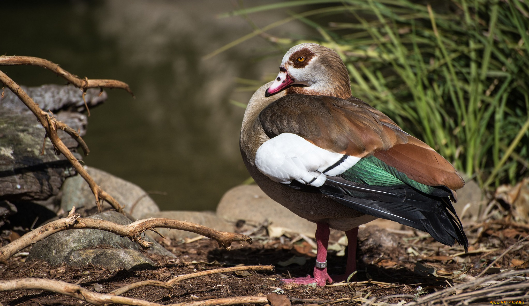 животные, утки, сучья, трава, утка