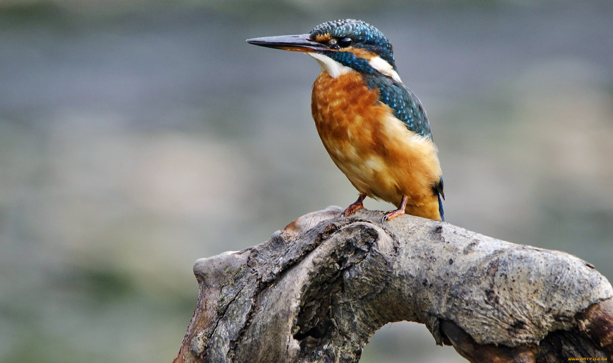 животные, зимородки, зимородок, сучок