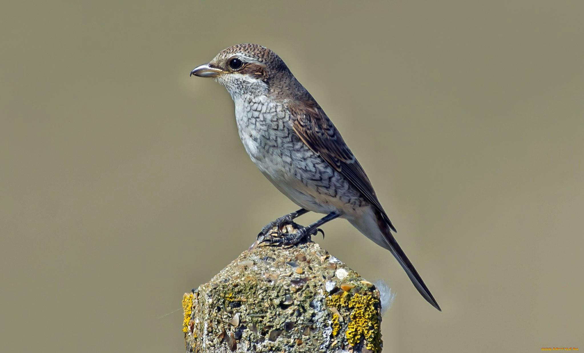 животные, птицы, птичка, столб