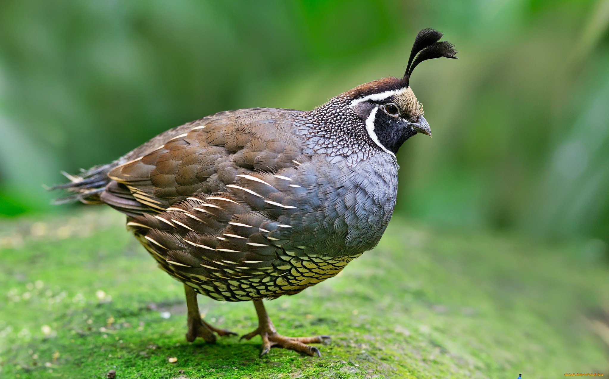 животные, куропатки, рябчики, перепела, птичка, оперение, хохолок