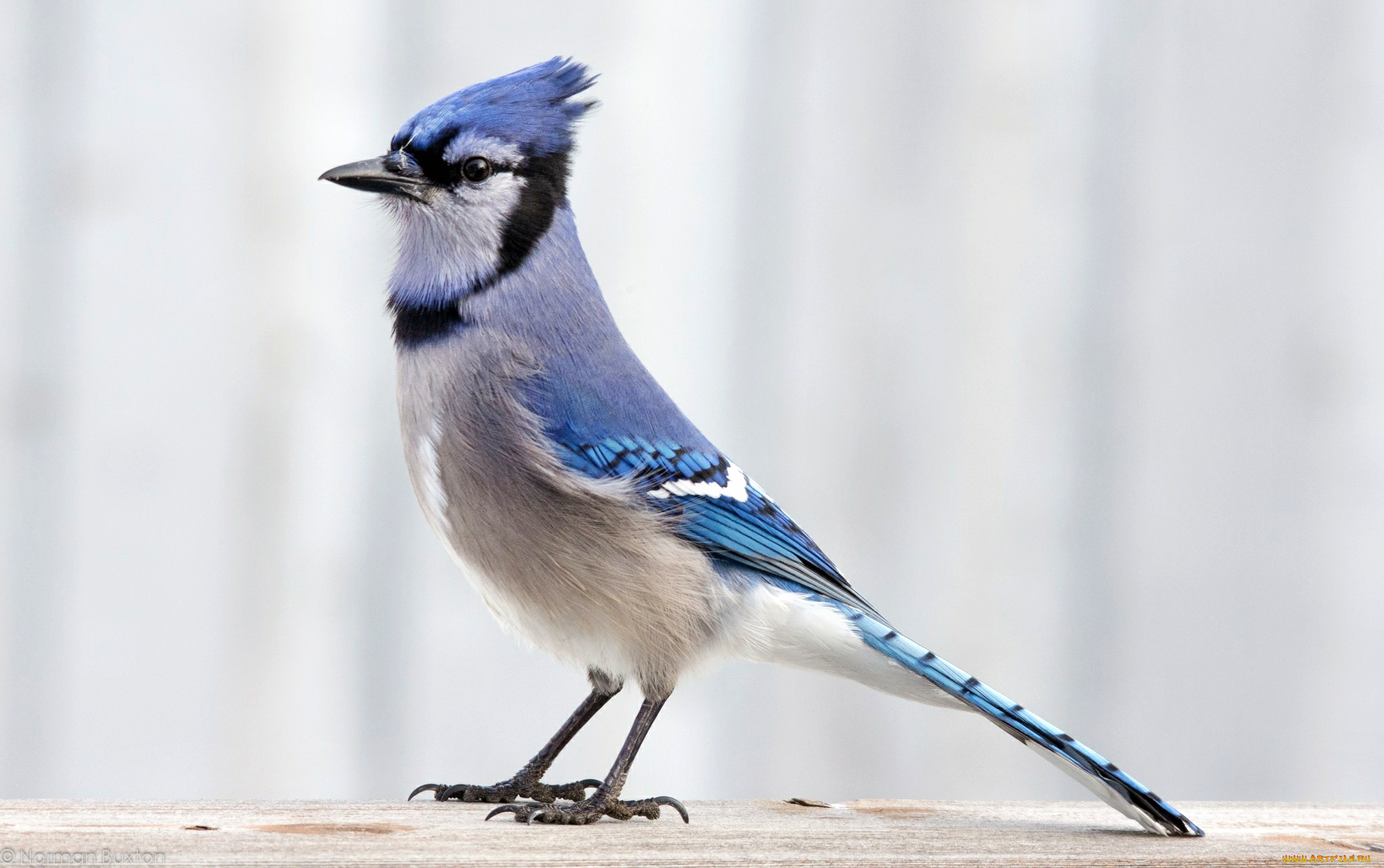 животные, сойки, хохолок, оперение, птичка