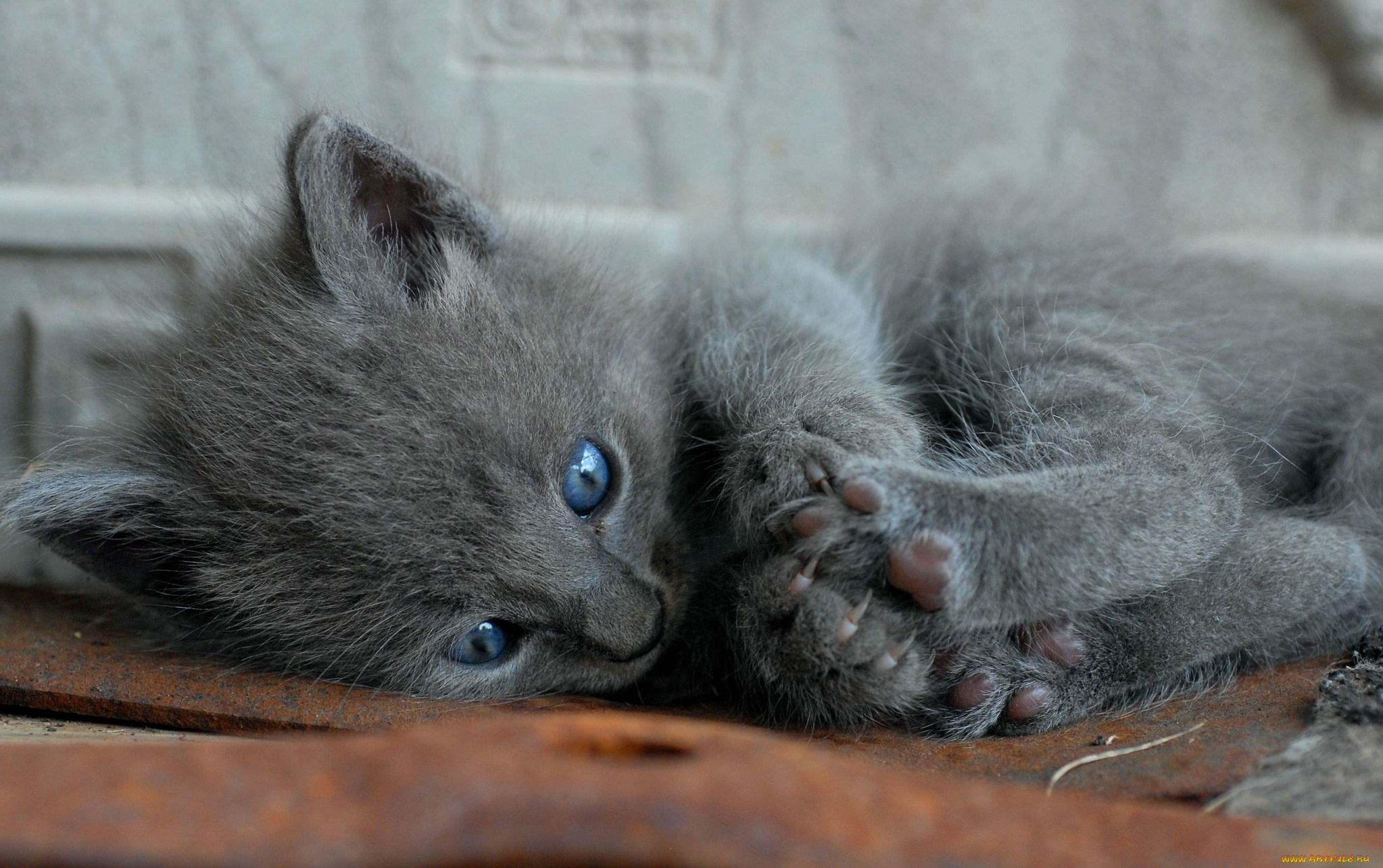 животные, коты, голубоглазый, котенок