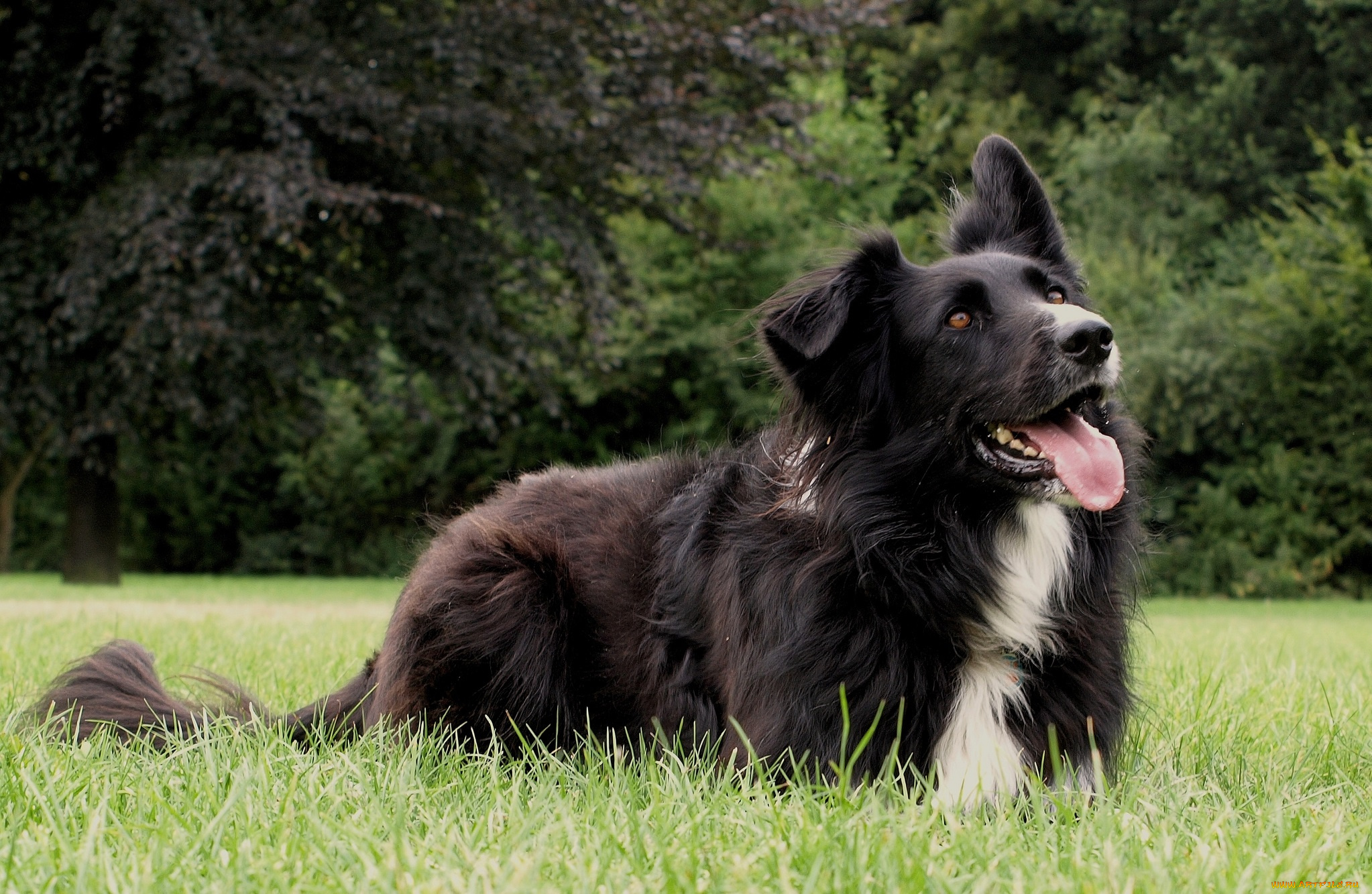 животные, собаки, собака, трава, луг