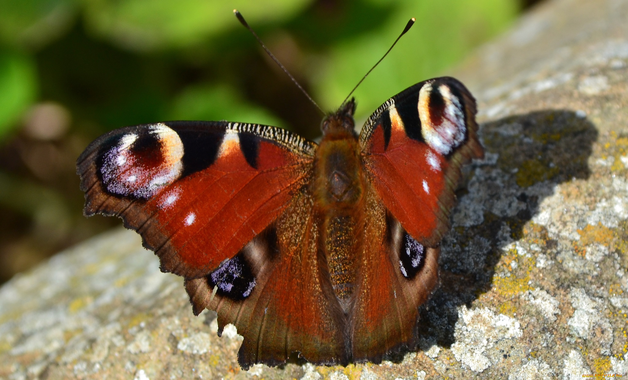 животные, бабочки, бабочка
