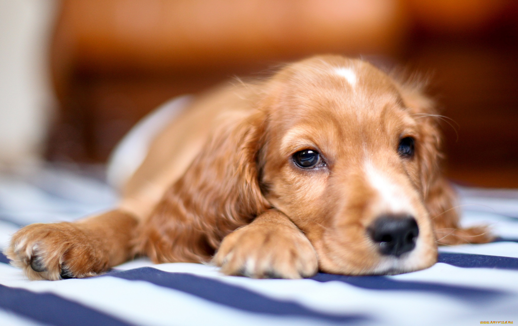 животные, собаки, мордашка, глаза, взгляд, собака